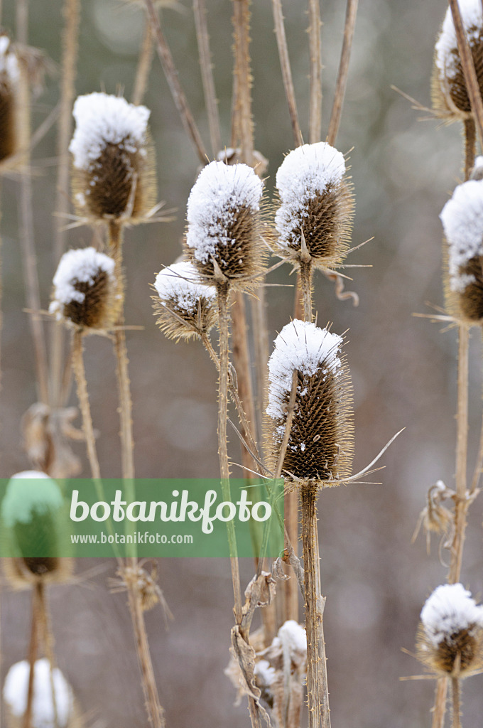 479017 - Common teasel (Dipsacus fullonum)