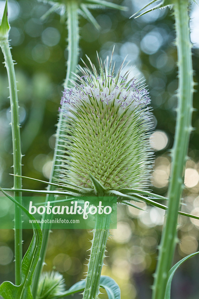 510118 - Common teasel (Dipsacus fullonum)