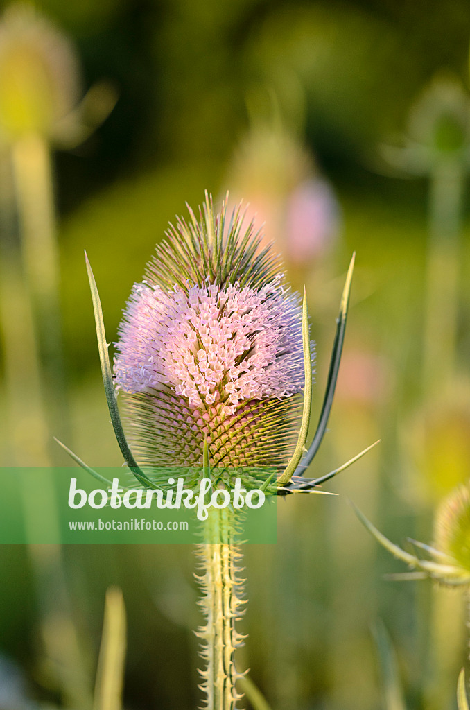 522058 - Common teasel (Dipsacus fullonum)