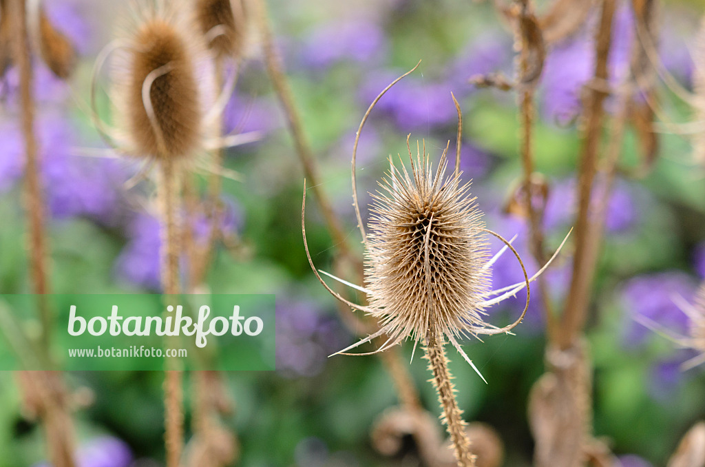 525018 - Common teasel (Dipsacus fullonum)