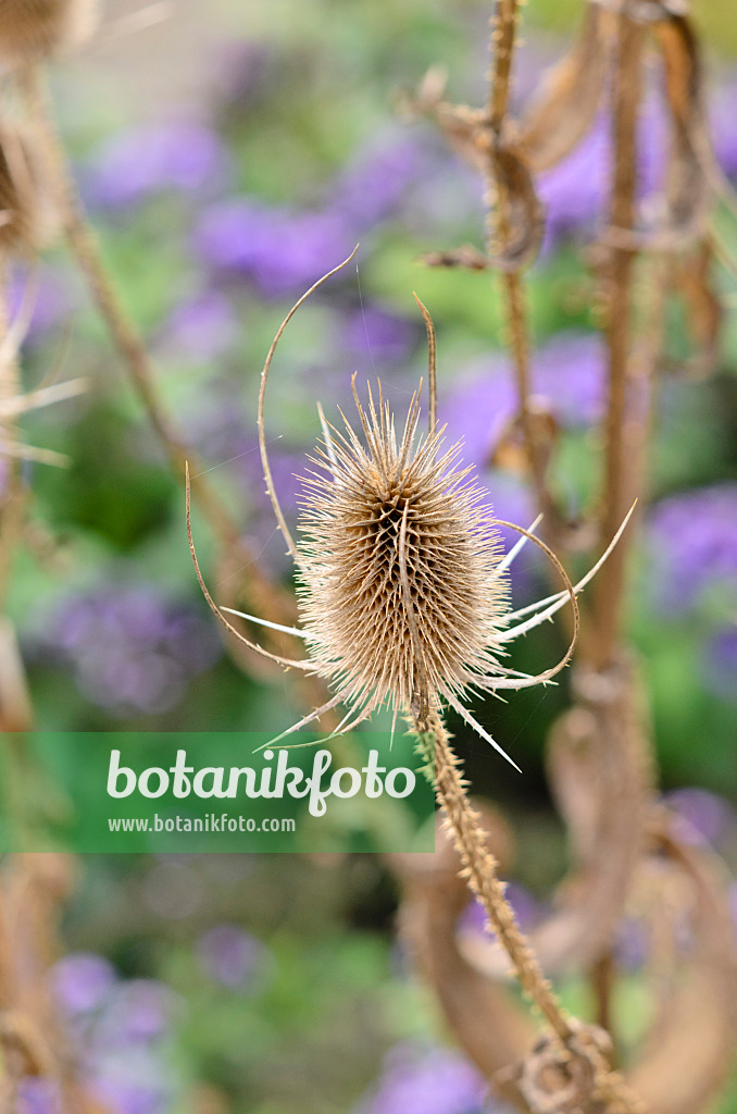 525019 - Common teasel (Dipsacus fullonum)