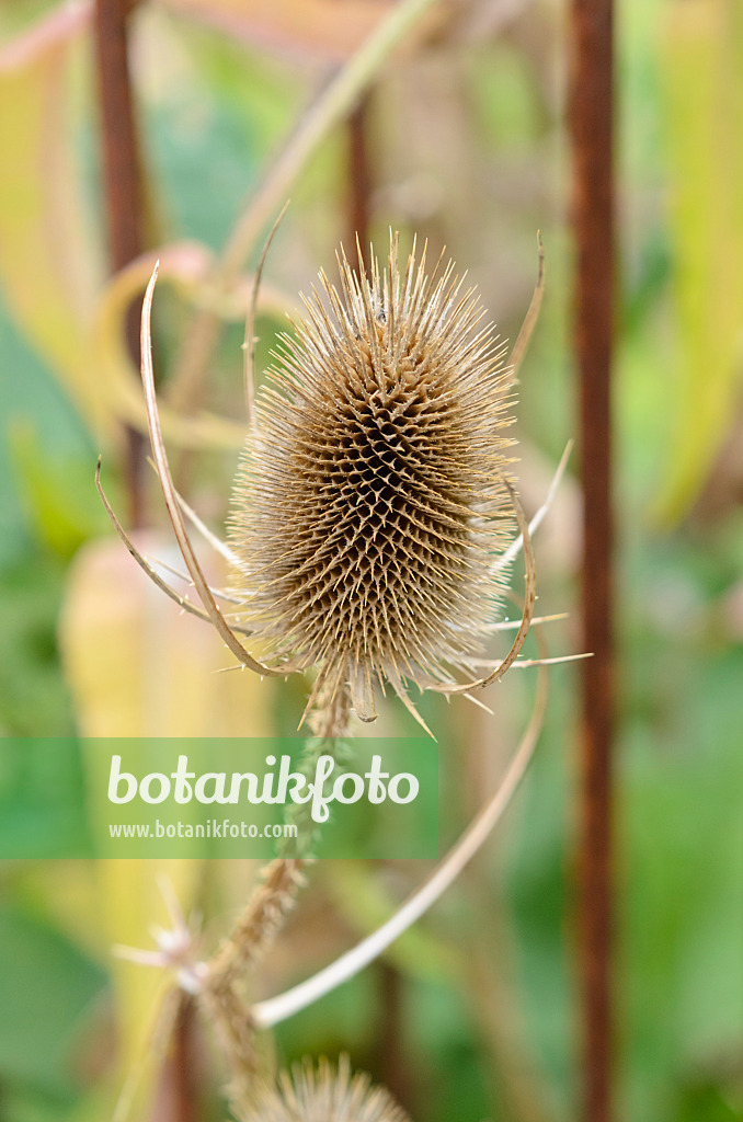 548060 - Common teasel (Dipsacus fullonum)