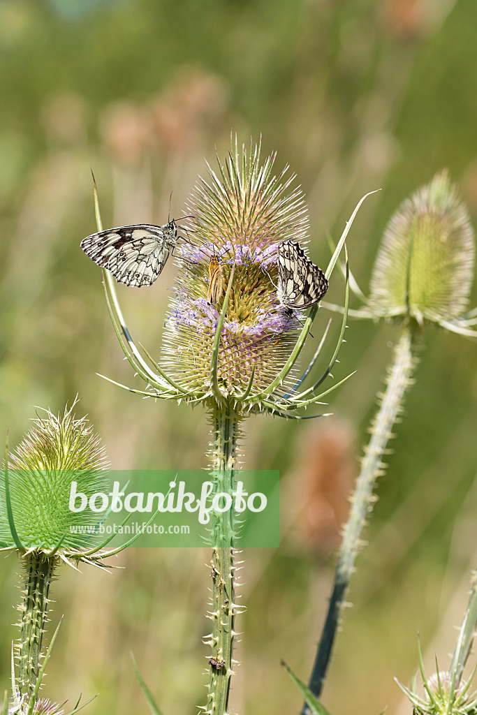 638081 - Common teasel (Dipsacus fullonum) and marbled white (Melanargia galathea)