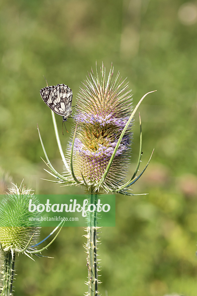 638082 - Common teasel (Dipsacus fullonum) and marbled white (Melanargia galathea)