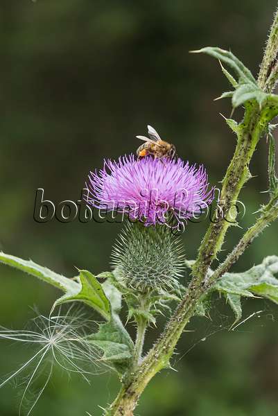 616374 - Common thistle (Cirsium vulgare) and bee (Apis)