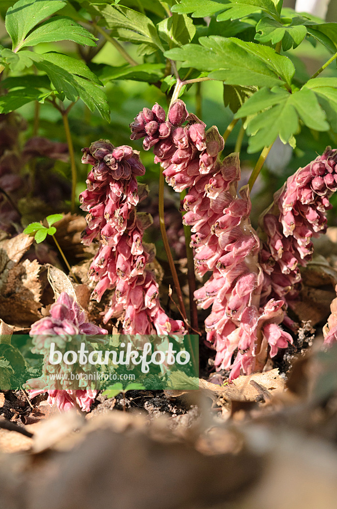 519157 - Common toothwort (Lathraea squamaria)