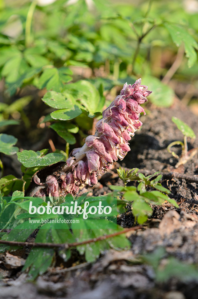 519160 - Common toothwort (Lathraea squamaria)