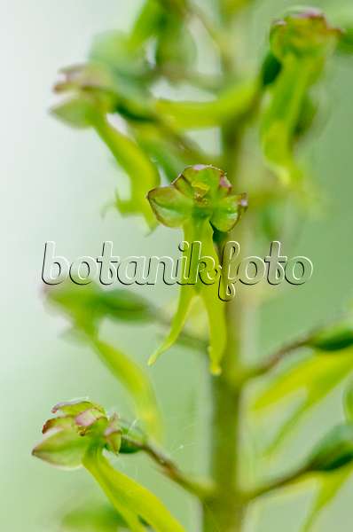 520199 - Common twayblade (Listera ovata syn. Neottia ovata)