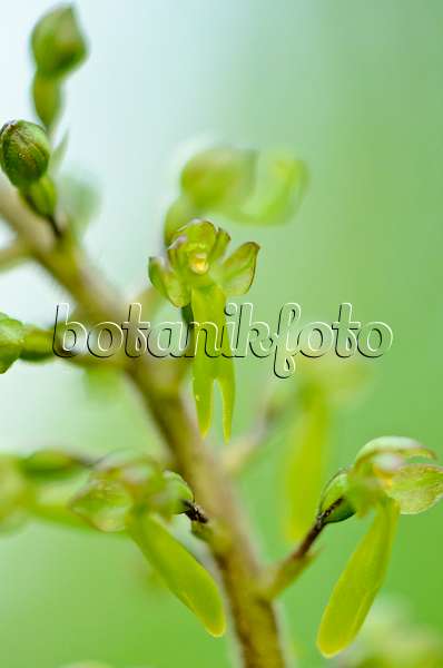 520200 - Common twayblade (Listera ovata syn. Neottia ovata)