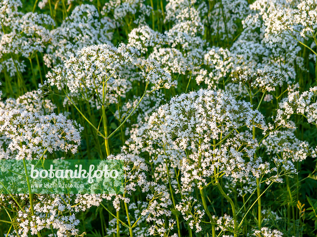 439004 - Common valerian (Valeriana officinalis)