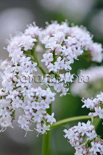 521059 - Common valerian (Valeriana officinalis)