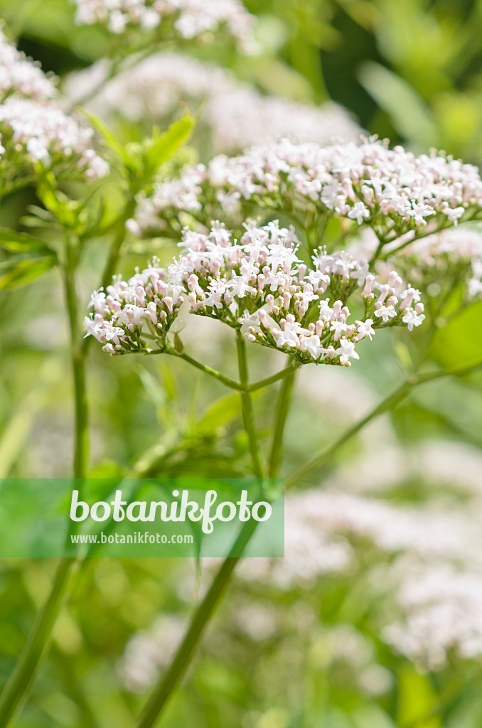 534110 - Common valerian (Valeriana officinalis)