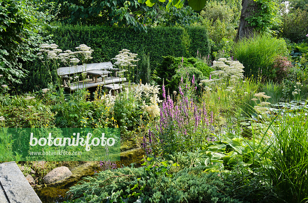 570098 - Common valerian (Valeriana officinalis) and loosestrifes (Lythrum) at a garden pond