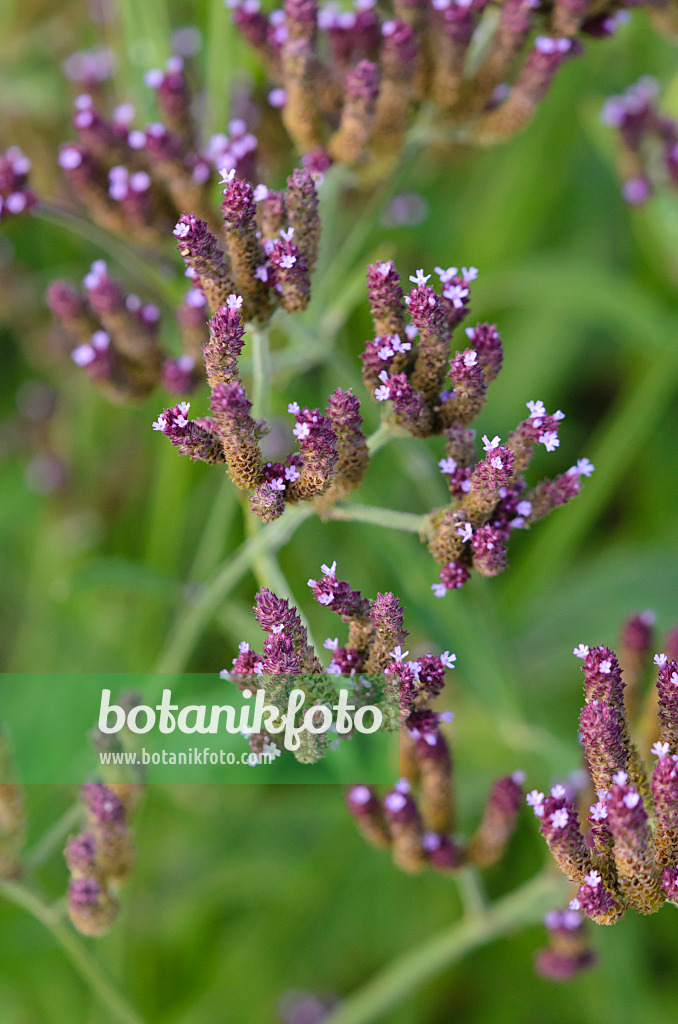 549008 - Common vervain (Verbena officinalis)