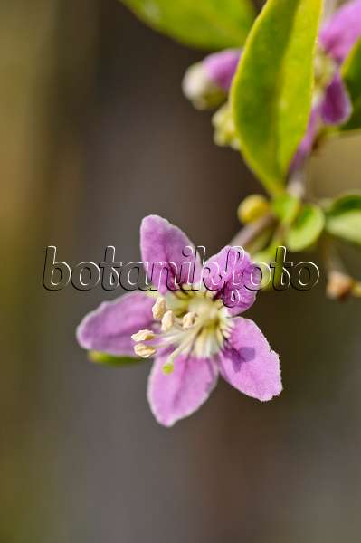 476035 - Common wolfberry (Lycium barbarum)