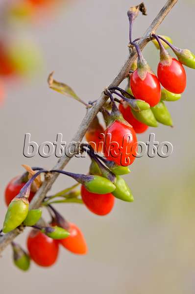 525037 - Common wolfberry (Lycium barbarum)