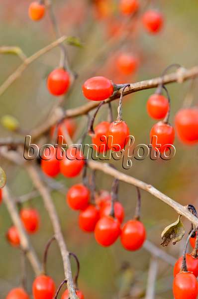 525372 - Common wolfberry (Lycium barbarum)