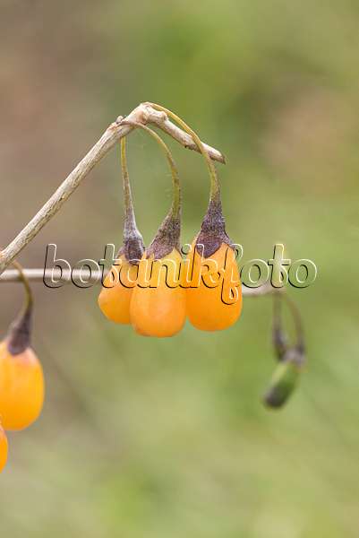 635066 - Common wolfberry (Lycium barbarum 'Amber Sweet Goji')