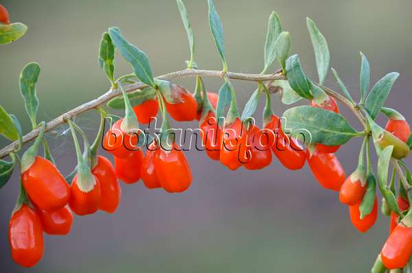 517308 - Common wolfberry (Lycium barbarum 'No1 Lifeberry')