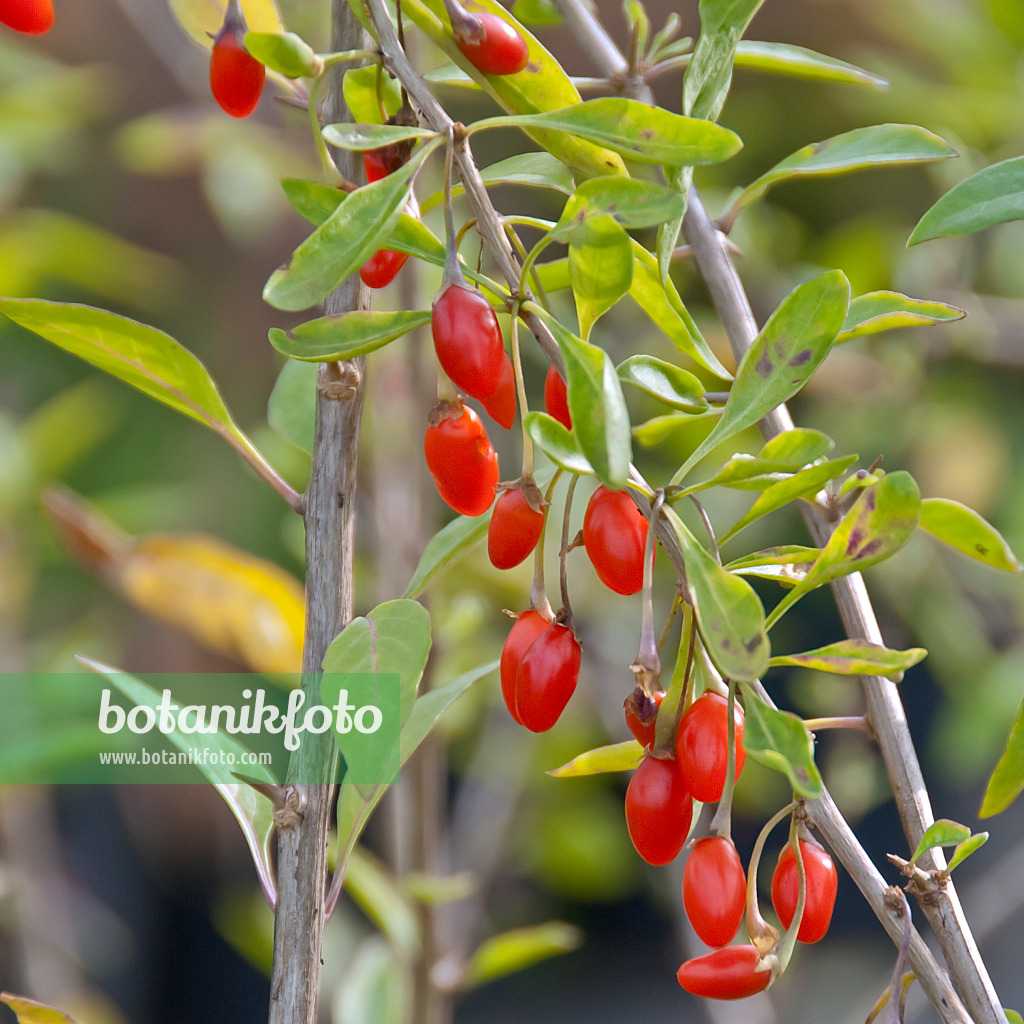 502254 - Common wolfberry (Lycium barbarum 'Sweet Lifeberry')