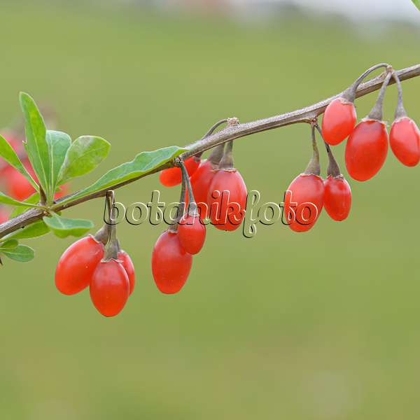 607131 - Common wolfberry (Lycium barbarum 'Sweet Lifeberry')