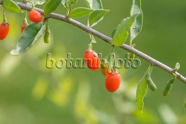 575136 - Common wolfberry (Lycium barbarum 'Turgidus')
