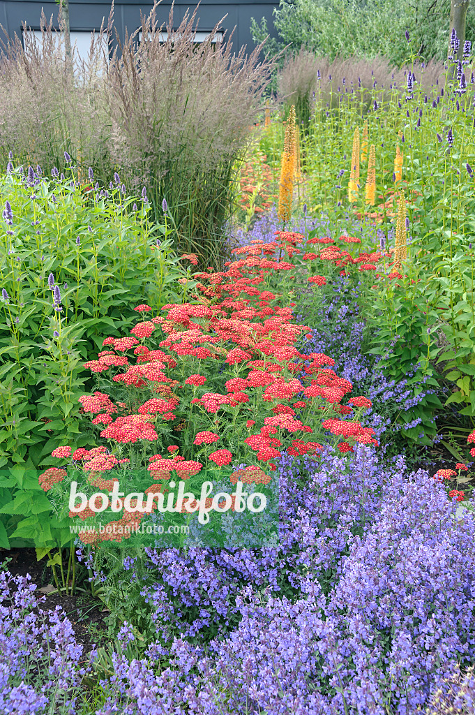 547055 - Common yarrow (Achillea millefolium 'Paprika'), purple giant hyssop (Agastache rugosa 'Blue Fortune') and catmint (Nepeta x fasssenii 'Kit Cat')