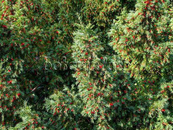 464083 - Common yew (Taxus baccata)
