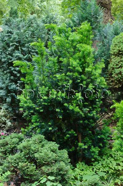 472201 - Common yew (Taxus baccata)