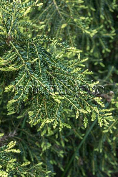 638360 - Common yew (Taxus baccata 'Adpressa Aurea')