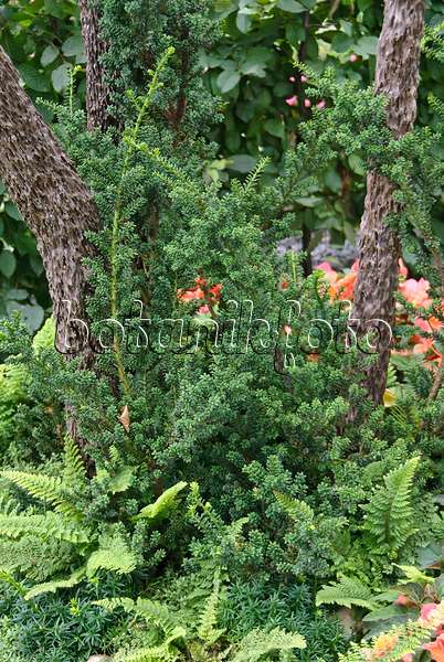 502440 - Common yew (Taxus baccata 'Amersfoort')
