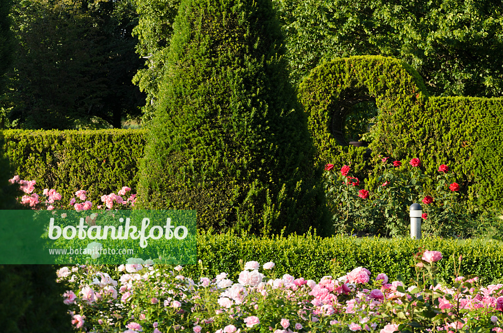 534027 - Common yew (Taxus baccata) and roses (Rosa), Britzer Garten, Berlin, Germany