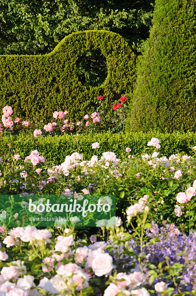 534029 - Common yew (Taxus baccata) and roses (Rosa), Britzer Garten, Berlin, Germany