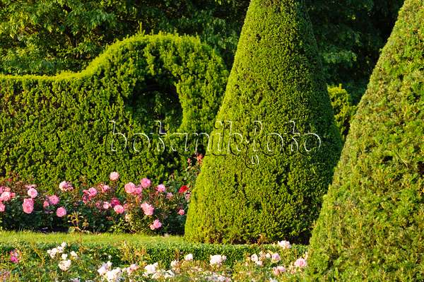 473157 - Common yew (Taxus baccata) with conical shape in a rose garden, Britzer Garten, Berlin, Germany