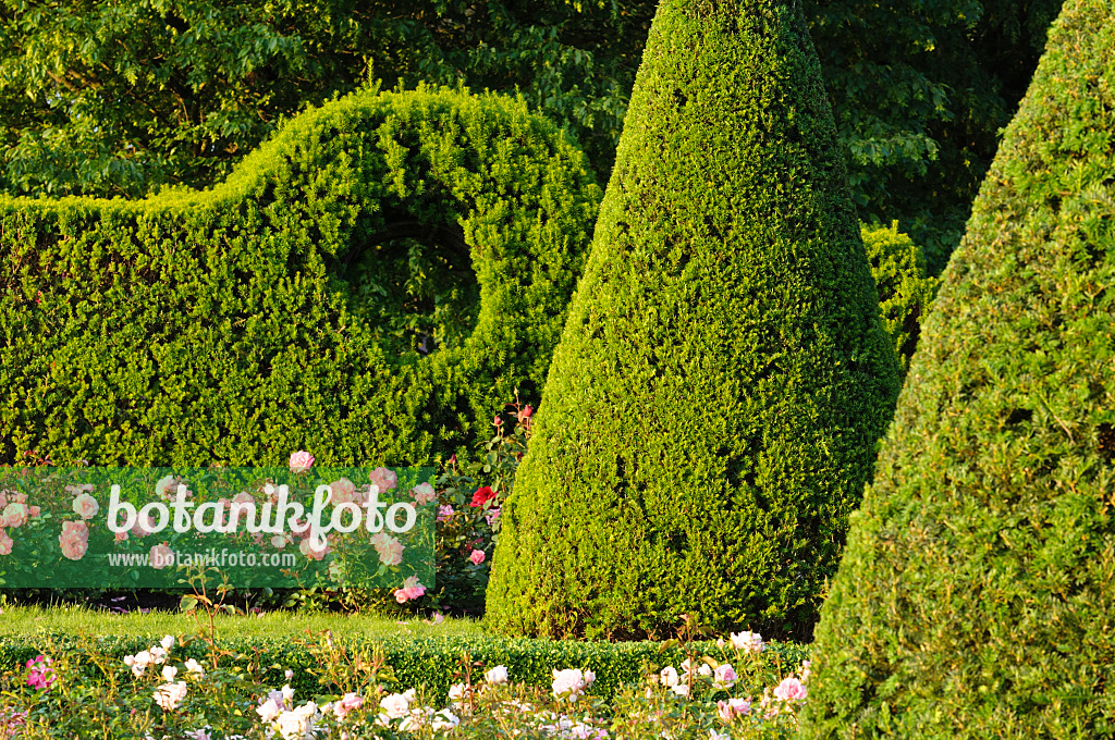 473157 - Common yew (Taxus baccata) with conical shape in a rose garden, Britzer Garten, Berlin, Germany