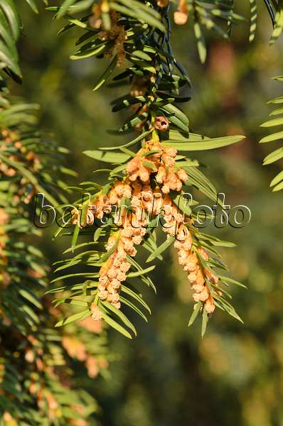 507064 - Common yew (Taxus baccata) with male flowers