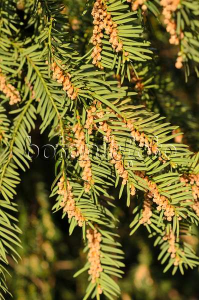 507065 - Common yew (Taxus baccata) with male flowers