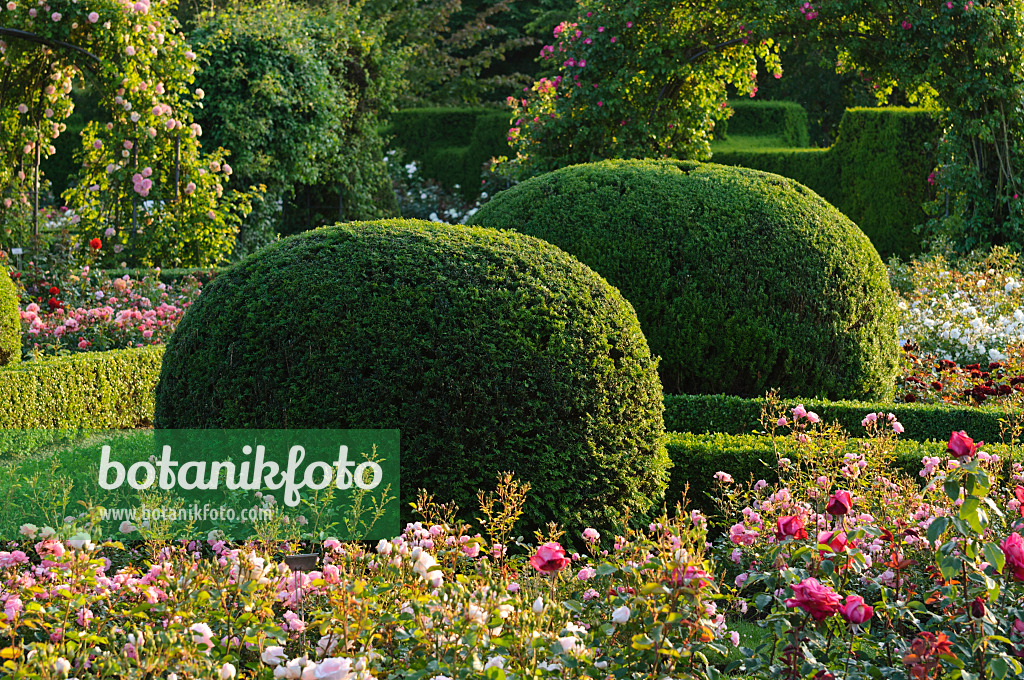 473156 - Common yew (Taxus baccata) with spherical shape in a rose garden, Britzer Garten, Berlin, Germany