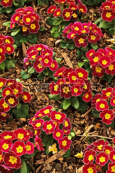 387013 - Comon primrose (Primula vulgaris 'Finesse Purpurrot' syn. Primula acaulis 'Finesse Purpurrot')