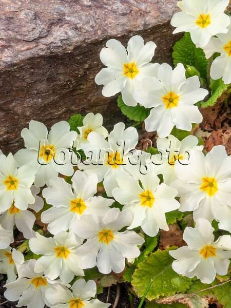 447001 - Comon primrose (Primula vulgaris syn. Primula acaulis)