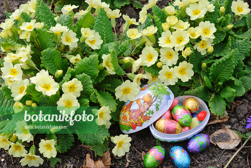 479052 - Comon primrose (Primula vulgaris syn. Primula acaulis) with chocolate eggs