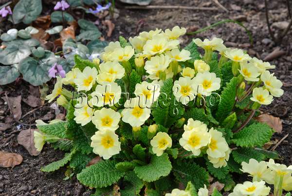 479053 - Comon primrose (Primula vulgaris syn. Primula acaulis)