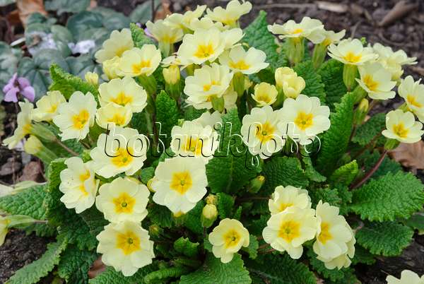 479054 - Comon primrose (Primula vulgaris syn. Primula acaulis)