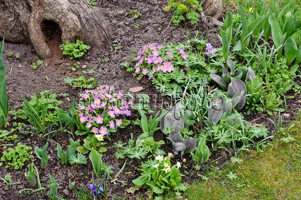 483098 - Comon primrose (Primula vulgaris syn. Primula acaulis) and tulips (Tulipa)