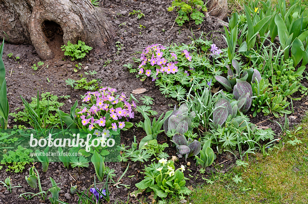 483098 - Comon primrose (Primula vulgaris syn. Primula acaulis) and tulips (Tulipa)