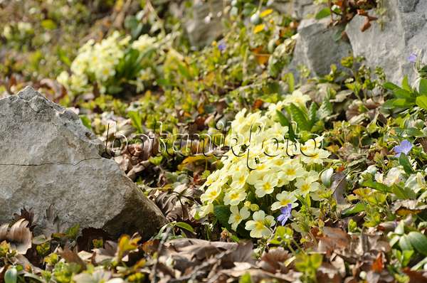 494141 - Comon primrose (Primula vulgaris syn. Primula acaulis)