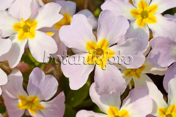 471001 - Comon primrose (Primula vulgaris subsp. sibthorpii)