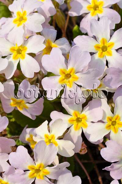 471002 - Comon primrose (Primula vulgaris subsp. sibthorpii)