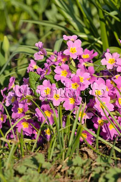 519098 - Comon primrose (Primula vulgaris subsp. sibthorpii)