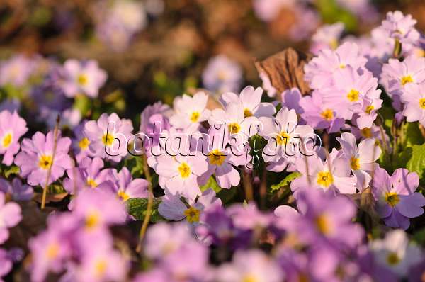 554051 - Comon primrose (Primula vulgaris subsp. sibthorpii)